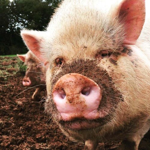 Dean Farm Trust